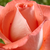 Pomarańczowy - Róża wielkokwiatowa - Hybrid Tea - Fortuna®